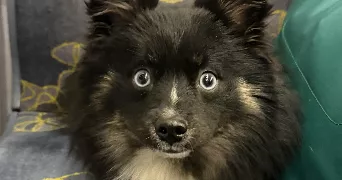 steven pet sitter à LIVRY GARGAN 93190