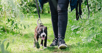 morgane pet sitter à ABBEVILLE 80100_4