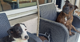 marjorie pet sitter à LYON 08 69008_6