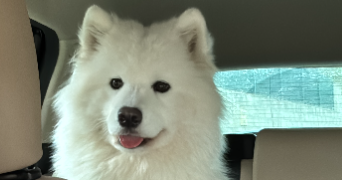 andrea pet sitter à MARSEILLE 05 13005_1