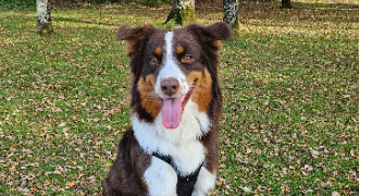 maelys pet sitter à LA LIMOUZINIERE 44310_4