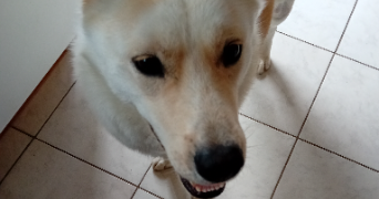 océane pet sitter à SOMBREFFE 5140_1