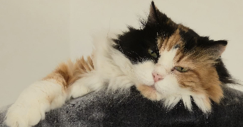 marine pet sitter à TOULON 83100_1