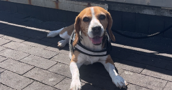 lola pet sitter à BORDEAUX 33300_0