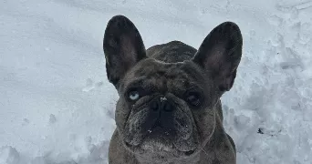 charlize pet sitter à EVRY COURCOURONNES 91000