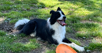 pierre pet sitter à ANGLET 64600_7
