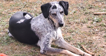 jean pierre pet sitter à PIBRAC 31820_10