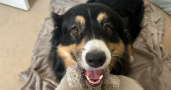 apolline pet sitter à POITIERS 86000_1