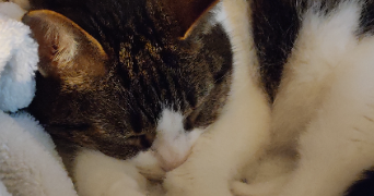 eline pet sitter à RONCQ 59223_5