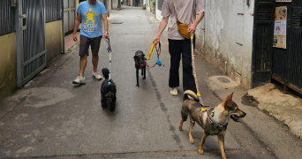 lucas pet sitter à PARIS 13 75013_1