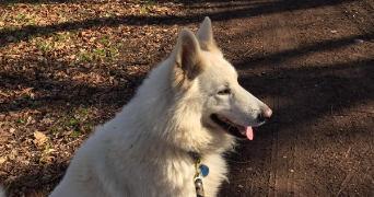 léa pet sitter à VILLEFRANCHE SUR SAONE 69400_3