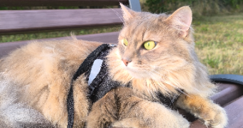 thérèse pet sitter à GIF SUR YVETTE 91190_6