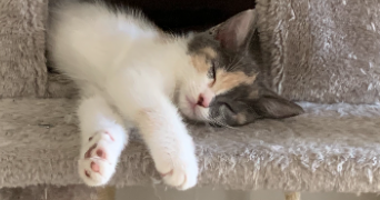 emma pet sitter à Belbeuf 76240_5