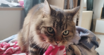 manon pet sitter à EBOULEAU 02350_3