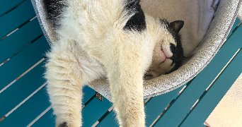 chloé pet sitter à ST SULPICE DE POMMERAY 41000_1
