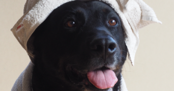 clara pet sitter à Audenge 33980_4