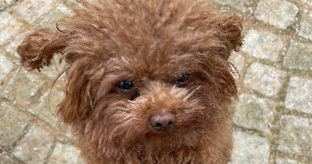 luuna pet sitter à ST ANDRE DE CHALENCON 43130_18