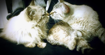gwladys pet sitter à AUSSONNE 31840_2