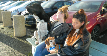 alexane pet sitter à PLOUFRAGAN 22440_2