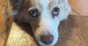 marily pet sitter à CLICHY 92110_7