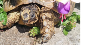 solène pet sitter à CHERBOURG EN COTENTIN 50470_3