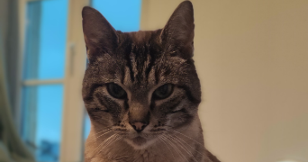 pierre pet sitter à CAEN 14000_1