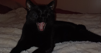 lea pet sitter à Étampes 91150_2