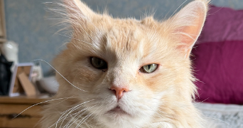 laetitia pet sitter à BOUXIERES AUX DAMES 54136_0