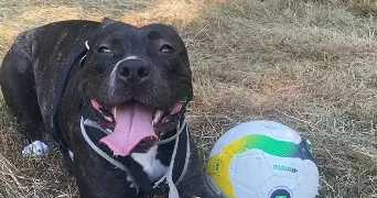 herlando pet sitter à KALTENHOUSE 67240