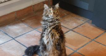 marine pet sitter à CADEROUSSE 84860_6