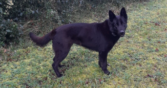 zoé pet sitter à ROTS 14980_4