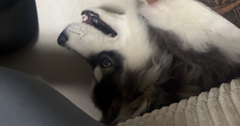 nicolas pet sitter à Mulhouse 68100_4