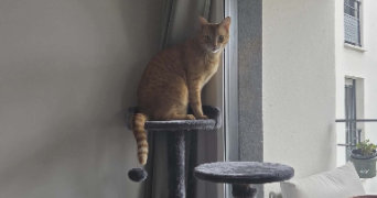 noa pet sitter à FONTENAY AUX ROSES 92260_2