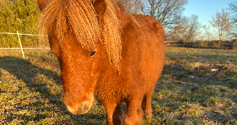 lara pet sitter à FIGEAC 46100_5