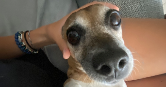 lou pet sitter à TOULOUSE 31100_2