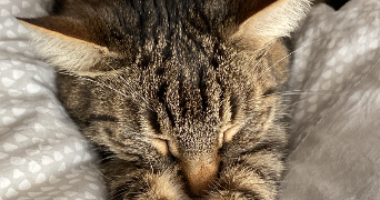 anais pet sitter à JOUY LE MOUTIER 95280_1