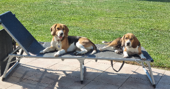 ombline pet sitter à ST MARTIN LA PALLU 86170_2