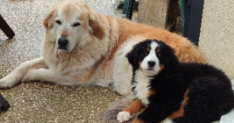 odile dog sitter à LONGUEIL ANNEL 60150_0