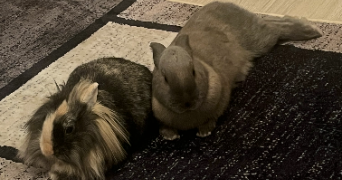 karine pet sitter à COLOMIERS 31770_6