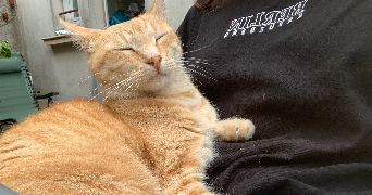 lucile pet sitter à QUIMPER 29000_2