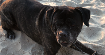 pauline pet sitter à DUNKERQUE 59140_7