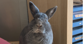 mallory pet sitter à CESSON SEVIGNE 35510_1