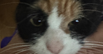 fatima pet sitter à ASNIERES SUR SEINE 92600_0
