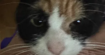 fatima pet sitter à ASNIERES SUR SEINE 92600