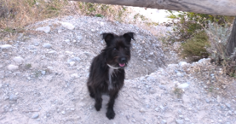 anaël pet sitter à GILETTE 06830_2