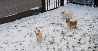 laura pet sitter à LOUDEAC 22600_5