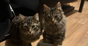 chaima pet sitter à LEVALLOIS PERRET 92300_3