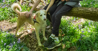 chloé pet sitter à MONTIGNY LES CORMEILLES 95370_3