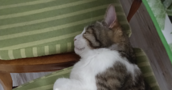 léna pet sitter à CORMERY 37320_3