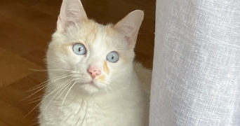 estelle pet sitter à LE CHESNAY ROCQUENCOURT 78150_1